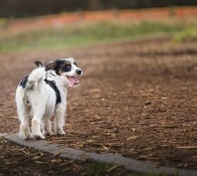 Why Do Dog Anal Glands Get Impacted? (And How Supplements Can Help)
