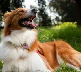 Dog outside - image via Canva