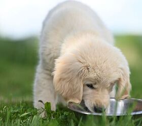 Puppy drinking water - image via Canva