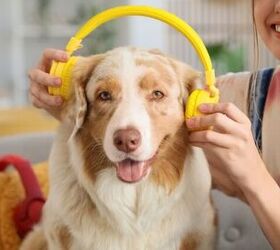 the surprising link between your music taste and your dog s health, Photo credit Pixel Shot Shutterstock com