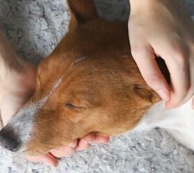 what to do immediately if you suspect your pet ate poison, Keeping pet away from danger image via Canva