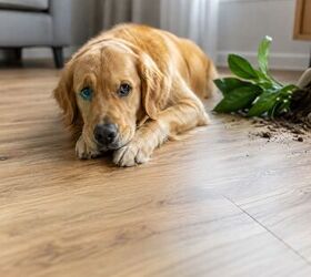 what to do immediately if you suspect your pet ate poison, What to do if your pet eats something poisonous