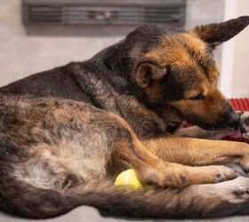 why do dogs lick their paws 6 common reasons, Dog licking paw image via Canva