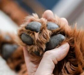 Checking paws -image via Canva