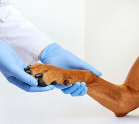 Paw checkup at the vet -image via Canva