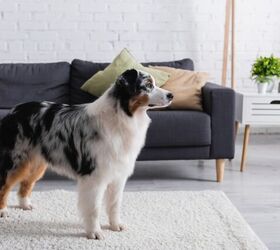 why is my dog pacing common causes and how to help, Photo credit LightField Studios Shutterstock com