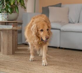 why is my dog pacing common causes and how to help, Photo credit Wirestock Creators Shutterstock com