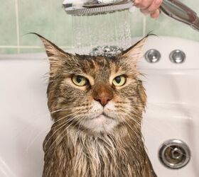 The Stress-Free Guide to Bathe Your Cat (Without Ruining Your Bond)