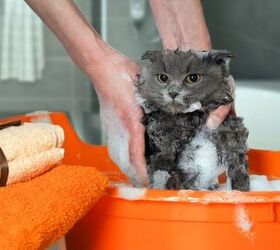 the stress free guide to bathe your cat without ruining your bond, Photo credit Irina Kozorog Shutterstock com