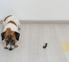 Why Has My Senior Dog Started Having Accidents Indoors?