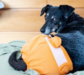 why has my senior dog started having accidents indoors, Photo credit Wirestock Creators Shutterstock com