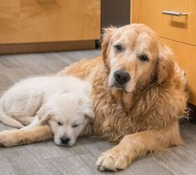 are senior pets cheaper to adopt than puppies the surprising truth, Photo credit Heidi Besen Shutterstock com