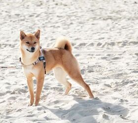 tired of your dog constantly pulling a smarter harness exists, Pawezy