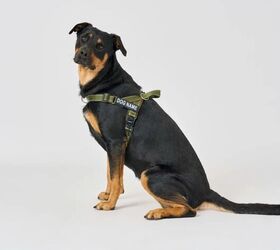 tired of your dog constantly pulling a smarter harness exists, Pawezy