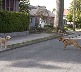 how to stop your dog barking at other dogs 6 tips for peaceful walks, Dog barking and lunging at another dog