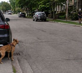 how to stop your dog barking at other dogs 6 tips for peaceful walks, Stepping behind car to put distance between dogs