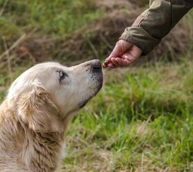 how to stop your dog barking at other dogs 6 tips for peaceful walks, Training treats to learn that seeing other dogs leads to something good image via Canva