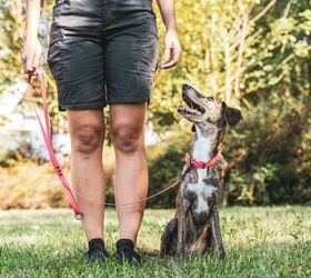 how to stop your dog barking at other dogs 6 tips for peaceful walks, Working on heel command with your dog at home image via Canva