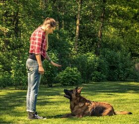 how to stop your dog barking at other dogs 6 tips for peaceful walks, Working with dog trainer image via Canva