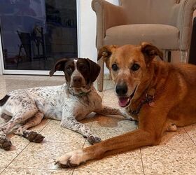 how to stop your dog barking at other dogs 6 tips for peaceful walks, My two dogs looking friendly enough off leash