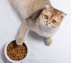 aafco to set phosphorus limit for cat foods, LanaSweet Shutterstock