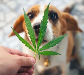 cannabis toxicity in pets is on the rise, tong patong Shutterstock