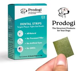 Why Prodogi Is Changing the Way We Care for Dog Dental Health