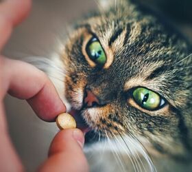 how to give your pet a pill when they refuse 7 stress free tips, Cat getting medication image via Canva