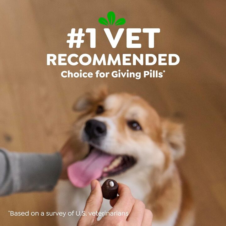 How to Give Dog Pills When They Refuse: Stress-Free Solutions