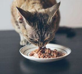 how to give your pet a pill when they refuse 7 stress free tips, Offer food water chaser to your cat image via Canva