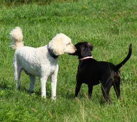 dog park etiquette every new dog owner should know, Watch body language carefully image via Canva