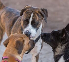 dog park etiquette every new dog owner should know, Socializing dogs image via Canva