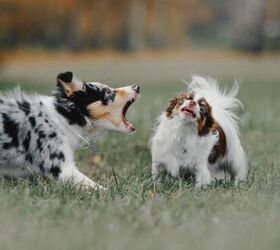 dog park etiquette every new dog owner should know, Step in before play turns too rough image via Canva