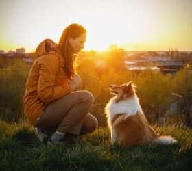 dog park etiquette every new dog owner should know, Work on basic commands first image via Canva
