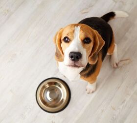 how to help your dog gain weight safely, photo credit kasarp studio shutterstock com