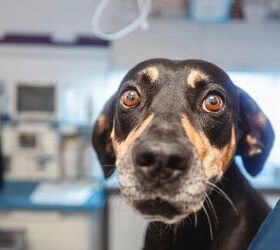 Your Dog Has a Heart Murmur? Here's What You Need to Know.