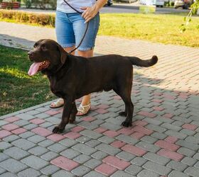 How to Protect Your Dog on Hot Summer Walks