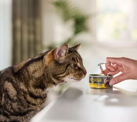 Reveal: A Better, Healthier Way to Feed Your Cat