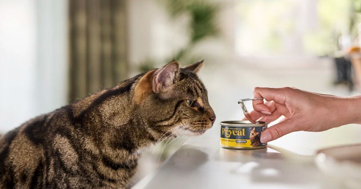 Reveal A Better, Healthier Way to Feed Your Cat PetGuide