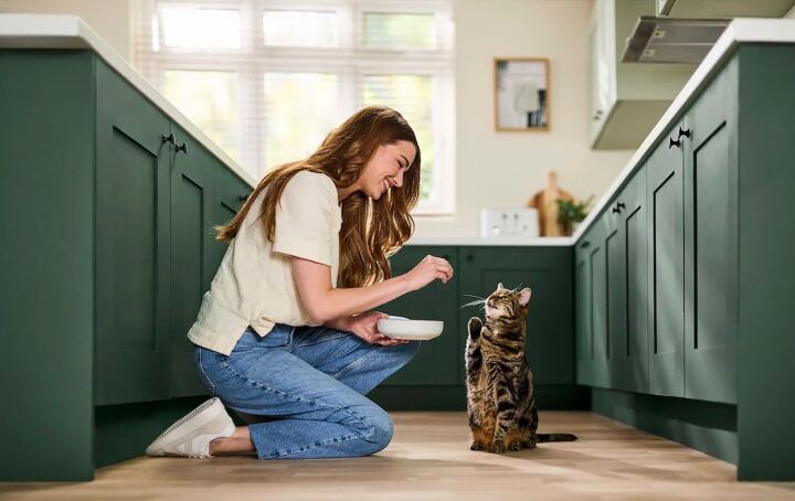 Reveal A Better, Healthier Way to Feed Your Cat PetGuide