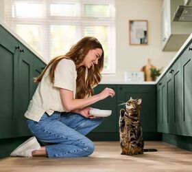reveal a better healthier way to feed your cat, Reveal Natural Cat Food