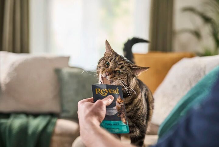 Reveal A Better, Healthier Way to Feed Your Cat PetGuide