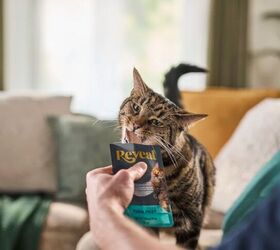 reveal a better healthier way to feed your cat, Reveal Natural Cat Food