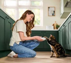 reveal a better healthier way to feed your cat, Reveal Natural Cat Food