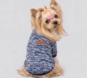 let s keep your tiny dog physically and mentally healthy
