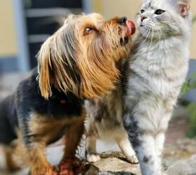 tips to help your dog and cat get along or at least coexist, Dog and cat encounter image via Canva