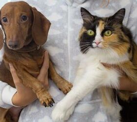 tips to help your dog and cat get along or at least coexist, Don t force them to be friends image via Canva