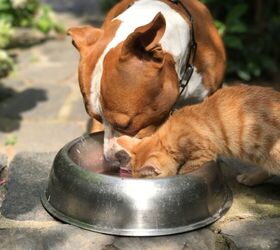 tips to help your dog and cat get along or at least coexist, Dog and cat shouldn t share eating areas or food image via Canva