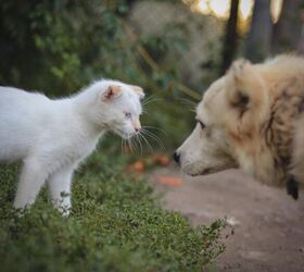 tips to help your dog and cat get along or at least coexist, Watch your pets body language image via Canva