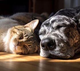 tips to help your dog and cat get along or at least coexist, Peaceful dog and cat image via Canva